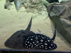 -珠海长隆海洋王国