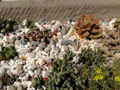 -金谷域澳洲庄园