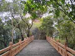 -大屏嶂森林公园