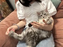 -袖虎·猫馆(体育西路店)