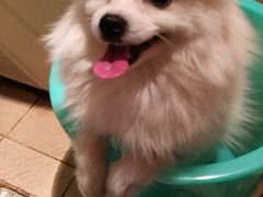 -成都民大动物医院