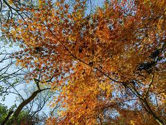 -杭州半山国家森林公园