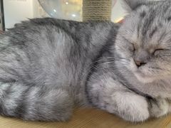 -喵园·猫主题咖啡厅·撸猫·猫咖(国贸店)