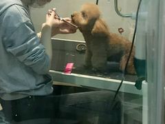 -PETKIT 小佩宠物·低压洗护·美容·寄养(安远店)