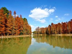 -上海海湾国家森林公园