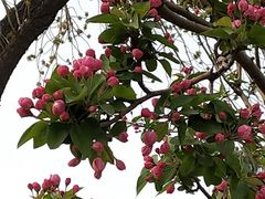 -桃花堤公园