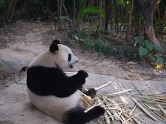 -广州长隆野生动物世界