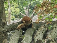 -都江堰中华大熊猫苑
