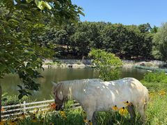 -金石滩蓝莓谷庄园