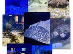 -上海海洋水族馆