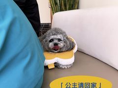 -美联众合动物医院·24h转诊中心