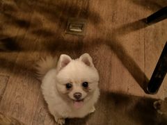 -萌喵咖啡屋(人民东路4号口M16商铺店)