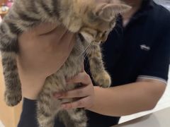 -艾贝尔宠物医院·24H转诊中心·肿瘤猫专科(江宁双龙店)