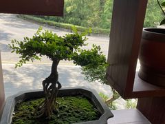 -深圳仙湖植物园