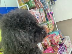 -申普宠物医院·心脏介入·心血管微创(总院)