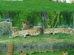 -北京野生动物园