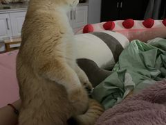 -东方名猫馆·英短金渐层布偶猫舍(环线广场1号楼店)