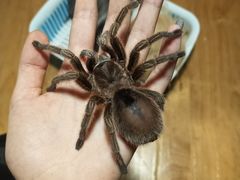 -藦茜花园宠物主题亲子互动体验馆(国顺东路店)