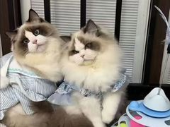 -猫十亿·布偶金渐层·曼基康矮脚猫舍(青年路店)