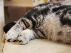 -猫咪派对(江南西店)