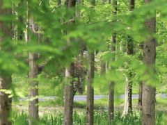 -黄海国家森林公园