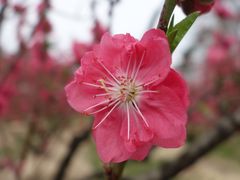 -南国桃园旅游度假区