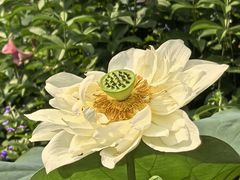 -云溪植物园