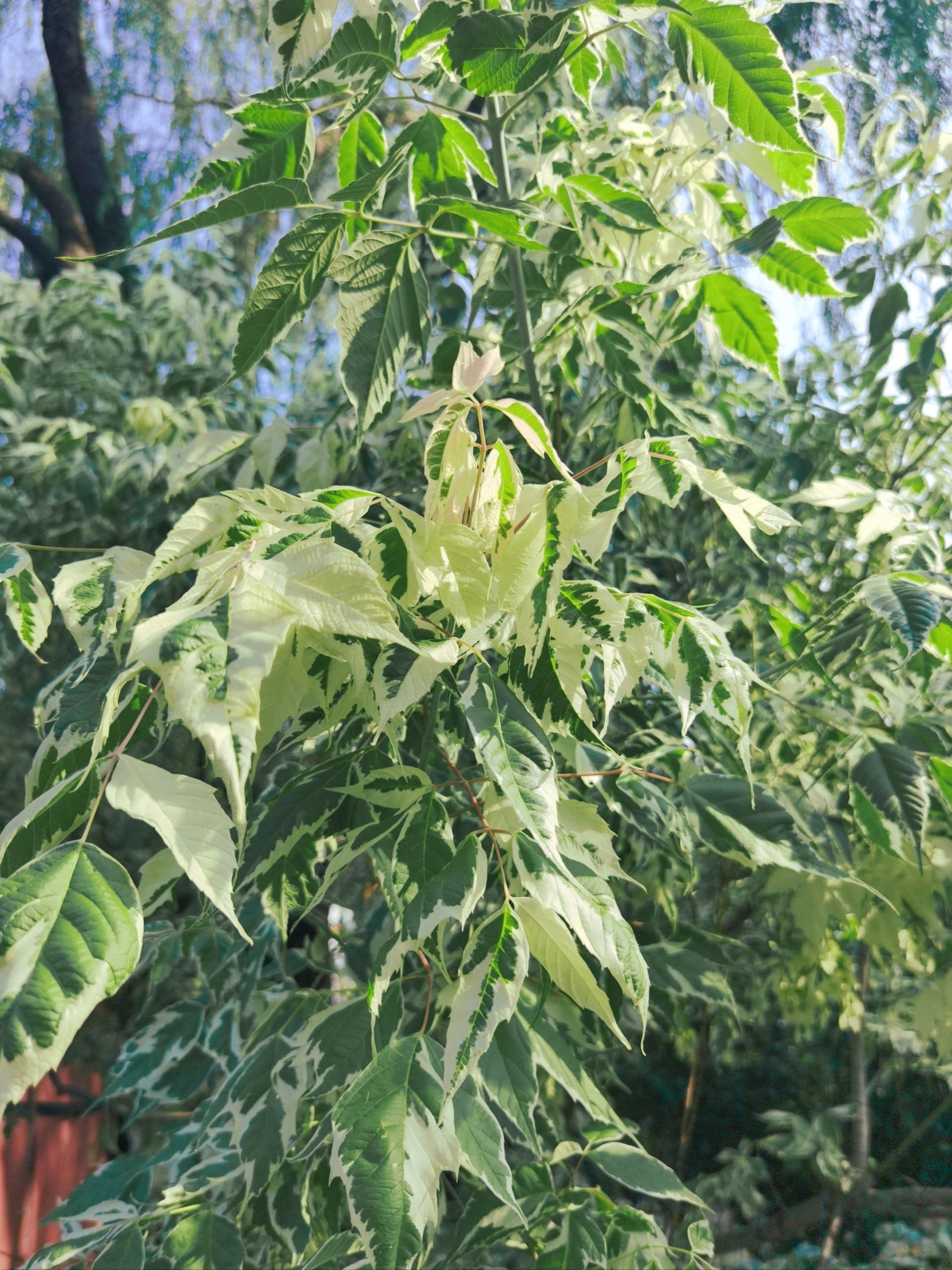 愁白了头的梣叶槭