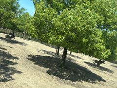 -上海野生动物园老虎餐厅