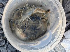 -DGE季风钓虾营地·团建·聚会