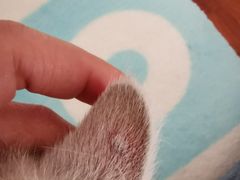 -宠爱国际动物医院·消化内科·心肾内科·ISFM猫友好(望京店)