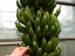 -呀路古热带植物园