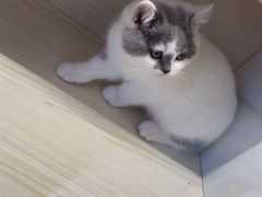-柚子猫舍·精品猫舍购猫·猫咪认养·购宠·宠物店