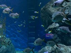 -暹罗海洋世界