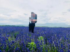 -伊犁河风景区