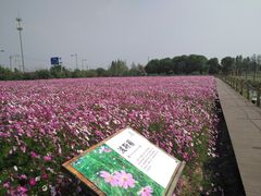 -田园东方蜜桃村的田野营地