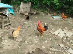 -老袁家蜜桃农场·阳山水蜜桃