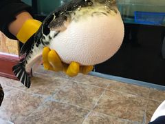 -天正河鲀·河豚亭(大连店)