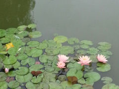 android_upload_pic-浙江农林大学(东湖校区)