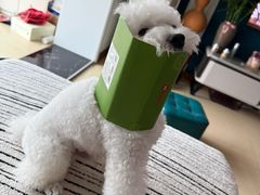 -心仪动物医院·牙专科·肿瘤·心脏科(西客站院)