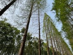 -黄海国家森林公园