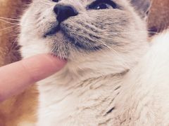 -荣耀金沙动物医院(清江西路店)