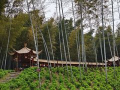 -宜兴龙背山森林公园