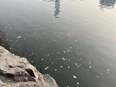 -团结湖公园