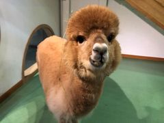 -藦茜花园宠物主题亲子互动体验馆(国顺东路店)