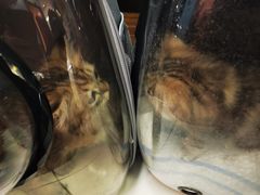 -瑞派·关忠动物医院·异宠专科·犬猫肿瘤·皮肤专科(望京店)