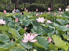 -莲花池公园