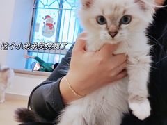 -有喵·猫咖·狗咖·30几只猫10只小狗(岗厦店)