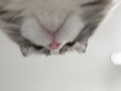 -喵的天空名猫咖啡馆·撸猫·猫舍·用品