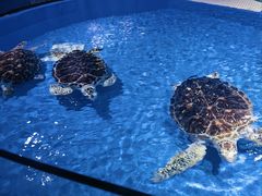 -欢乐海岸海洋奇梦馆